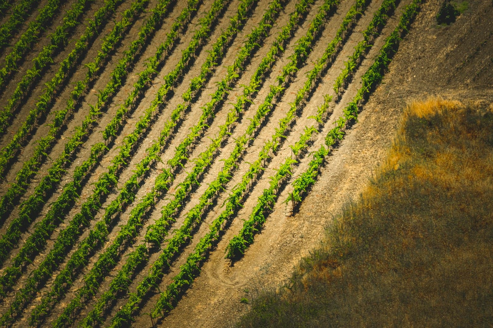 Aerial view of rows of crops on a farm